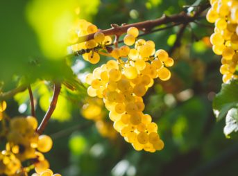 白ワイン用の主要ブドウ品種８個とその特徴をわかりやすく解説します！【ワイン入門編】